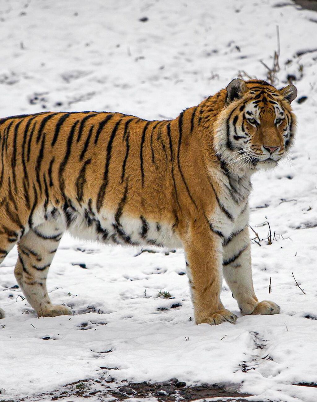 Объяснить тигр. Амурский тигр. Уссурийский тигр. Амурский тигр красная. Амурский тигр в России.