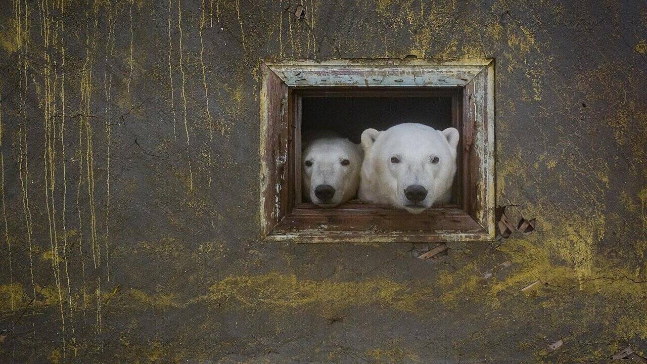 Международный день полярного медведя - Детская библиотека имени В.П. Чкалова