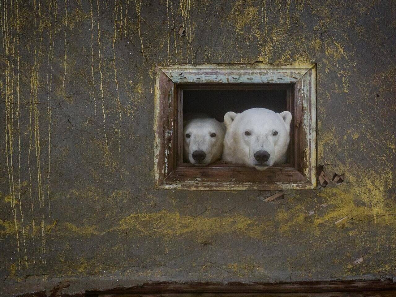 Российский фотограф заснял белых медведей на заброшенной метеостанции:  Явления: 69-я параллель: Lenta.ru