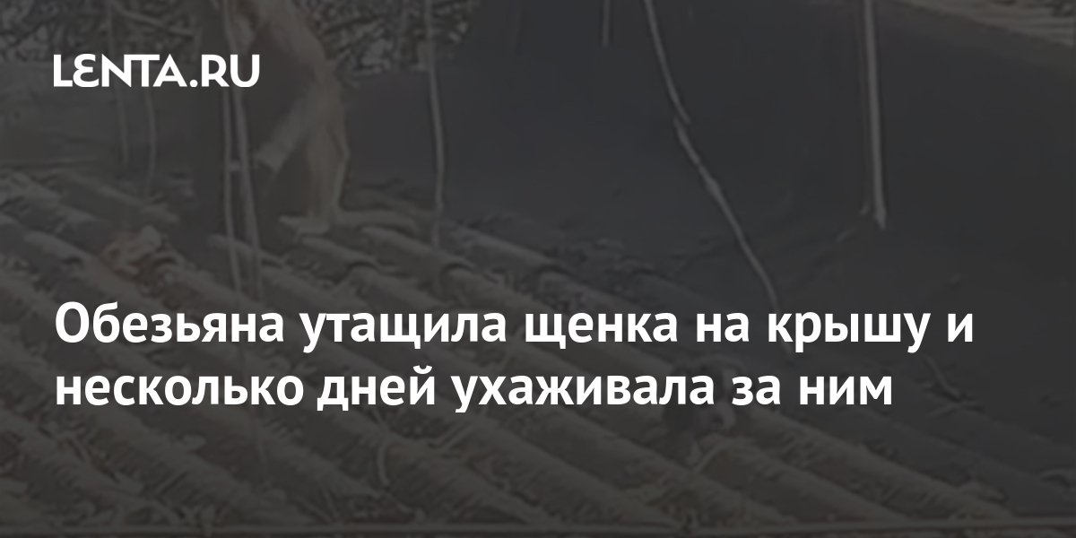 Последний рассвет забрать сканер из аномалии где