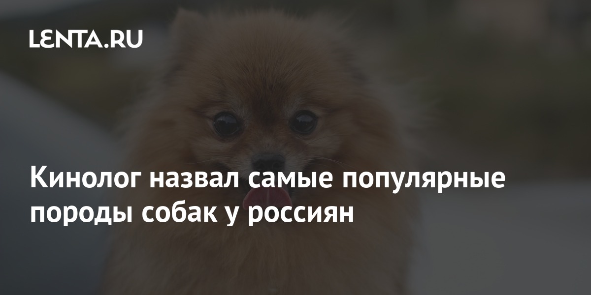 Cynologist named the most popular dog breeds among Russians Pledge Times