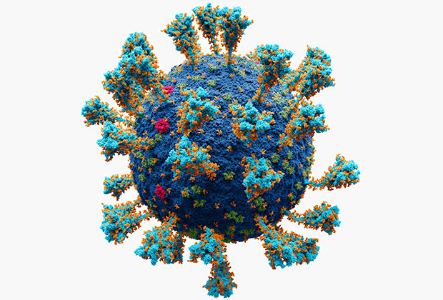 Детализированная модель коронавируса SARS-CoV-2