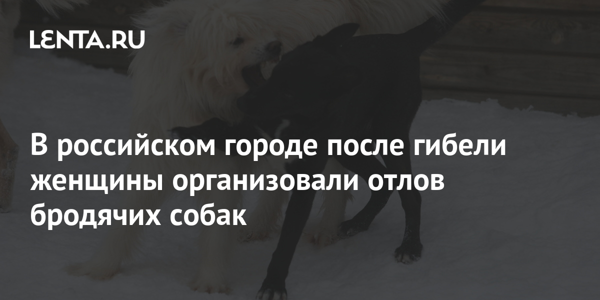 В российском городе после гибели женщины организовали отлов бродячих собак Общество Россия