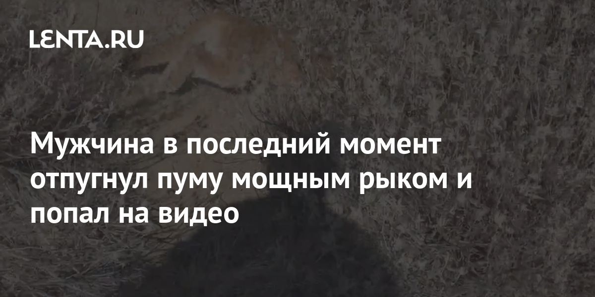 Мужчина в последний момент отпугнул пуму мощным рыком и