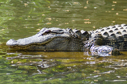 Друзья отбили у крокодила собиравшего моллюсков пенсионера