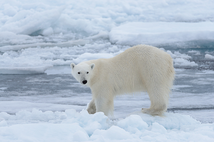 В России белые медведи прошли 600 километров ради обеда с вахтовиками