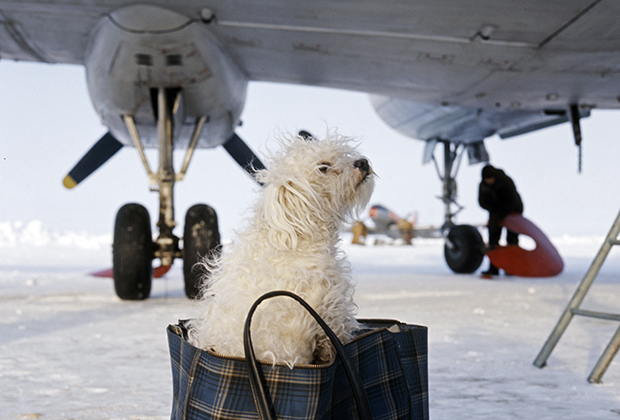 Болонка Чебурашка, прилетевшая с магнитологом Юрием Овчинниковым на зимовку на научно-исследовательскую дрейфующую станцию «Северный полюс-21». Май 1973 года