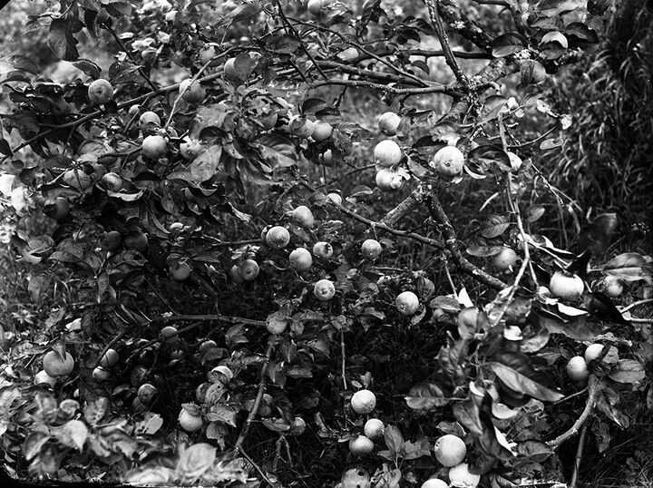 Яблоневый сад семьи Краснухиных в Кужбале