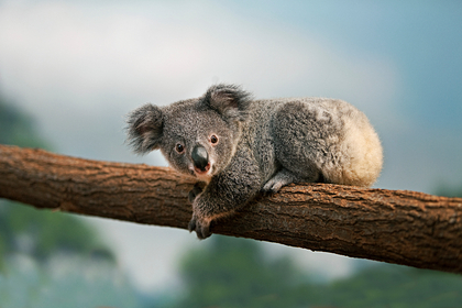 В Австралии потратят миллионы долларов на защиту коал