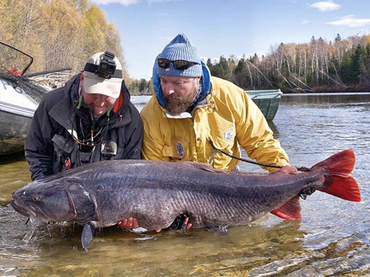 Ая ловля. Таймень весом 52,39 килограмма. Русский лосось. Самый крупный Таймень пойманный в России. Таймень на Урале.