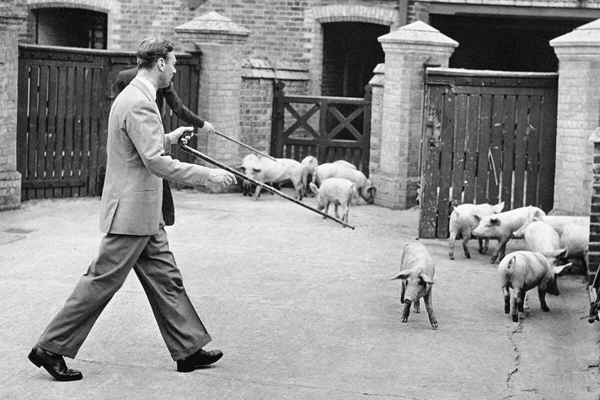 Георг VI гонится за непослушным поросенком, 1942 год