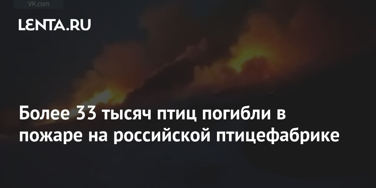 Более 33 тысяч птиц погибли в пожаре на российской птицефабрике: Общество: Росси