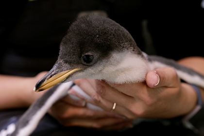 Исследователи пингвинов стали угрозой для исчезающих птиц