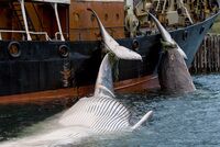 Тяжелая ноша. Исландия прекращает охоту на китов. Почему ей пришлось отказаться от скандальной древней традиции?