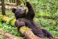 Ласковый зверь. Почему медведь стал главным символом России и что сегодня угрожает этим животным?