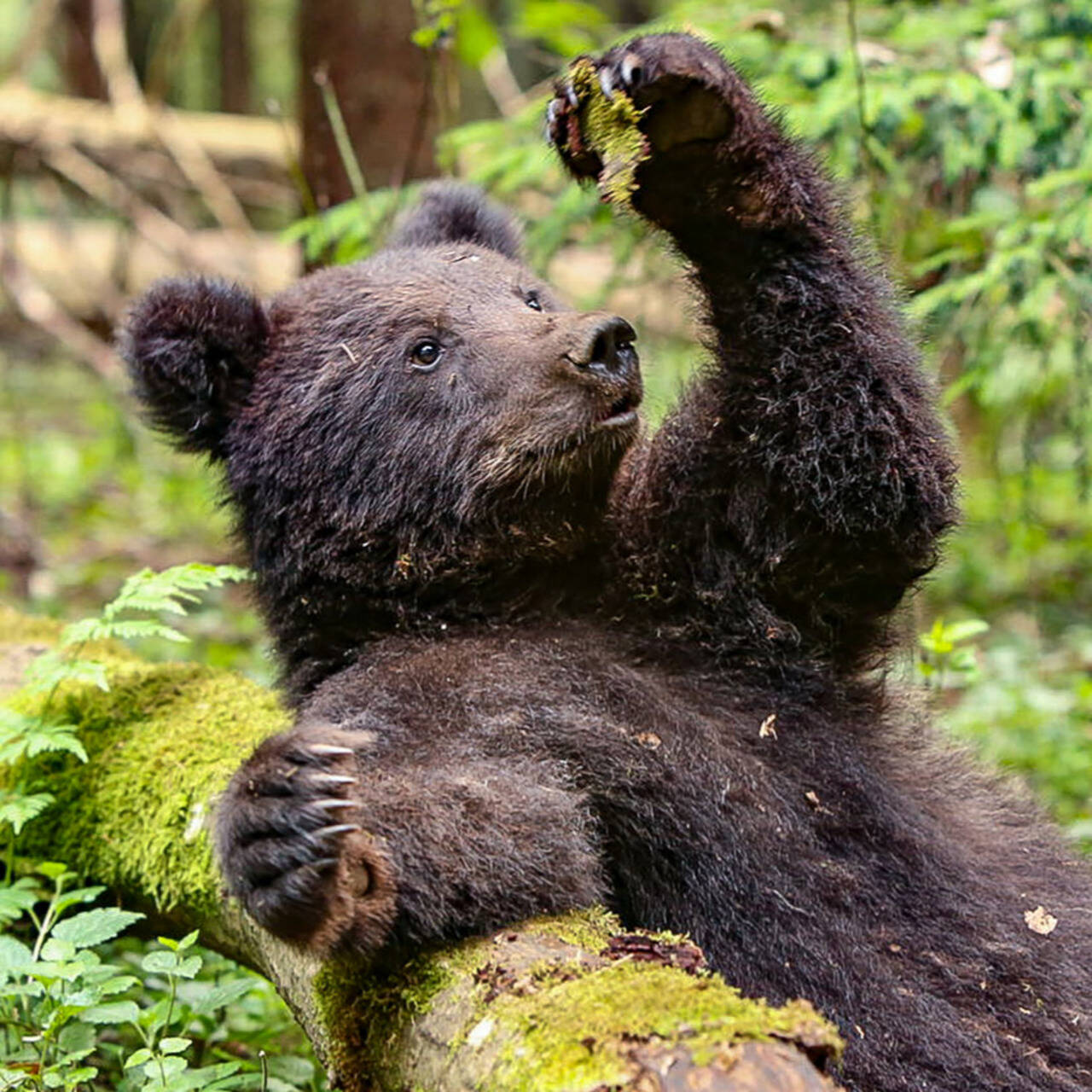 Бурый медведь - описание, фото, образ жизни, размножение, подробная информация