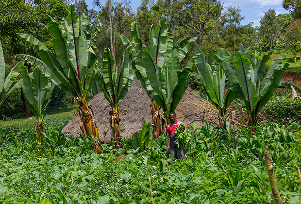 Фермер в поле энсета, Зона Гамо Гофа, Ганта, Эфиопия