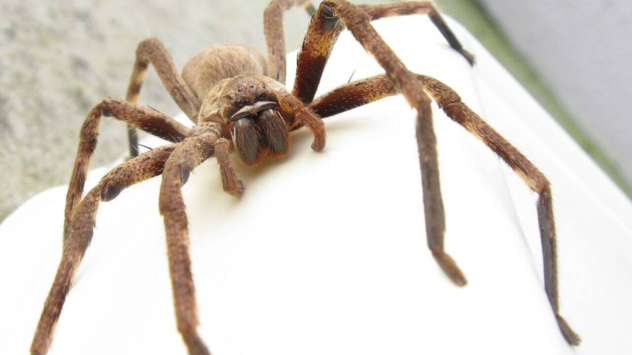 Самый большой паук в мире