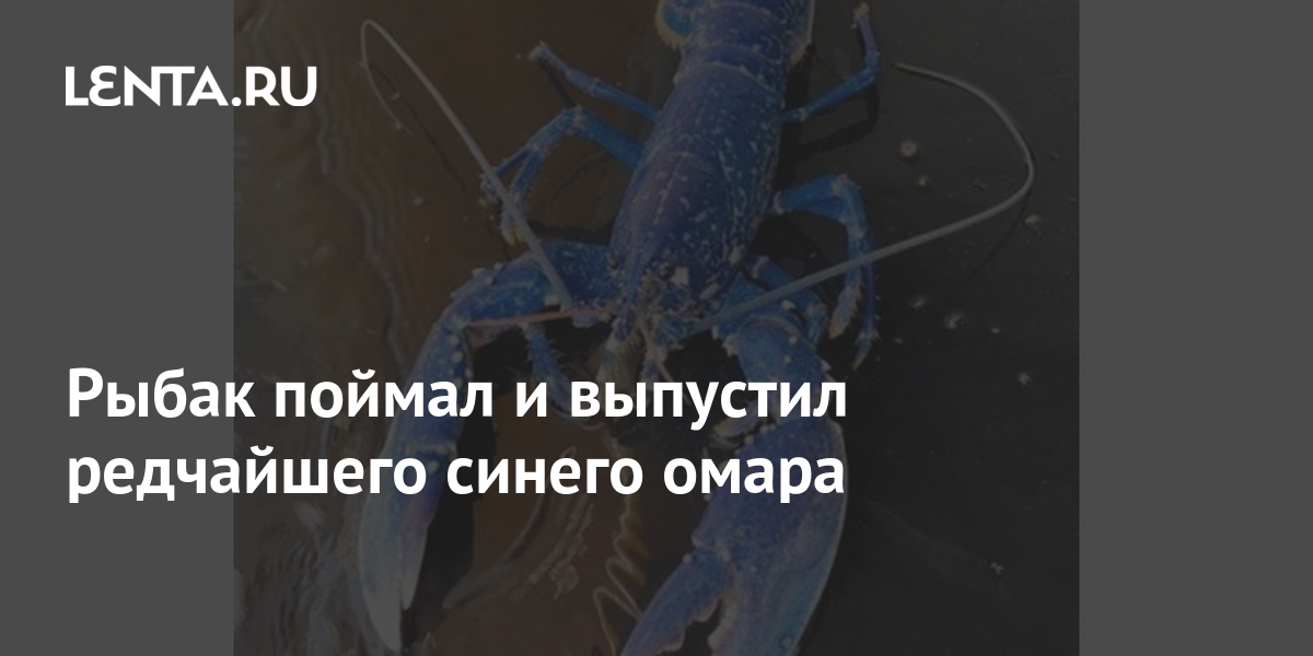 Рыбак поймал и выпустил редчайшего синего омара: Звери: Из жизни: Lenta.ru