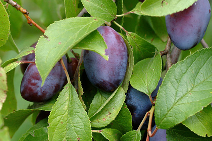 В Кабардино-Балкарии заложили 1,5 тысячи гектаров плодово-ягодных насаждений