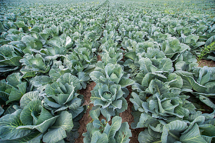 В Ингушетии начнут выращивать овощи для импортозамещения