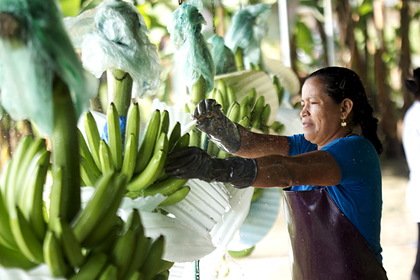 Антироссийские санкции привели к проблемам с поставками бананов из Эквадора