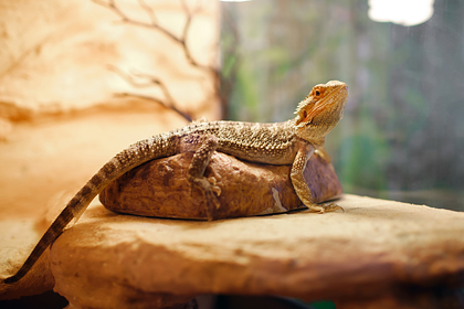 В Йошкар-Оле пройдет выставка древних рептилий
