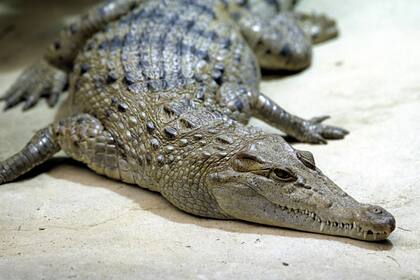 Крокодил напал на вычищавшего его вольер сотрудника зоопарка