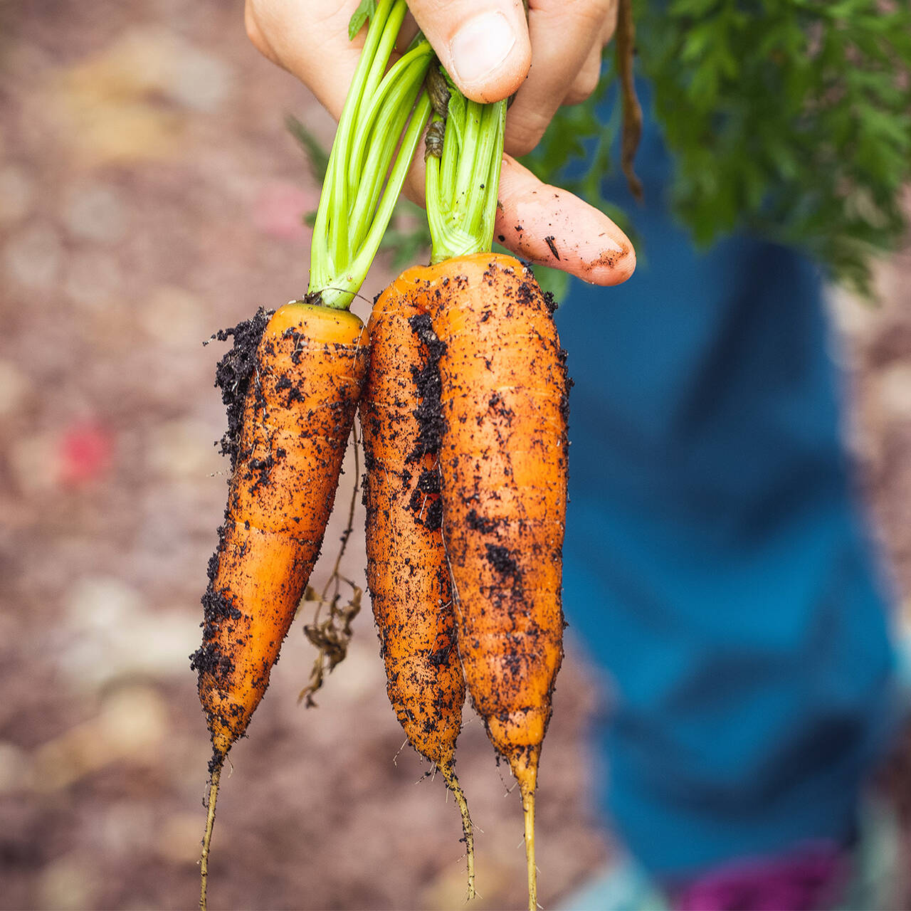 Нужно ли обрезать ботву моркови в августе и когда ее убирать с грядки?