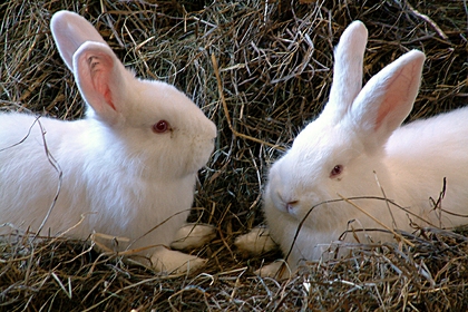 Россиянин построит в Арктике ферму по разведению кроликов