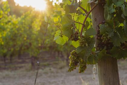 В Дагестане захотели создать виноградный питомник