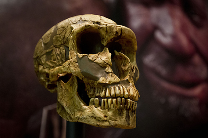 Доказана теория раннего вымирания неандертальцев