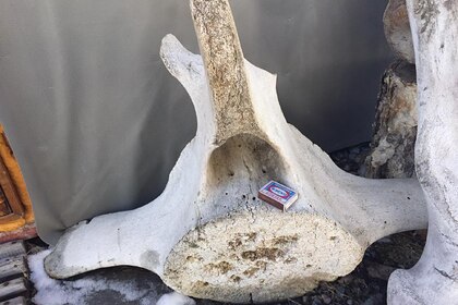 На Камчатке нашли скелет доисторического морского хищника