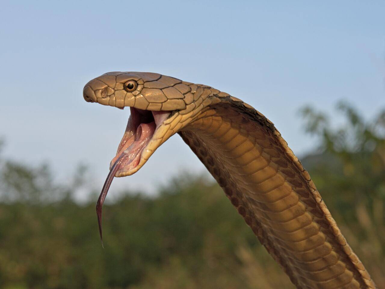 018-Очковая кобра