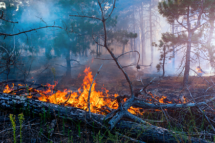В Сибири из-за лесного пожара сгорело 20 домов