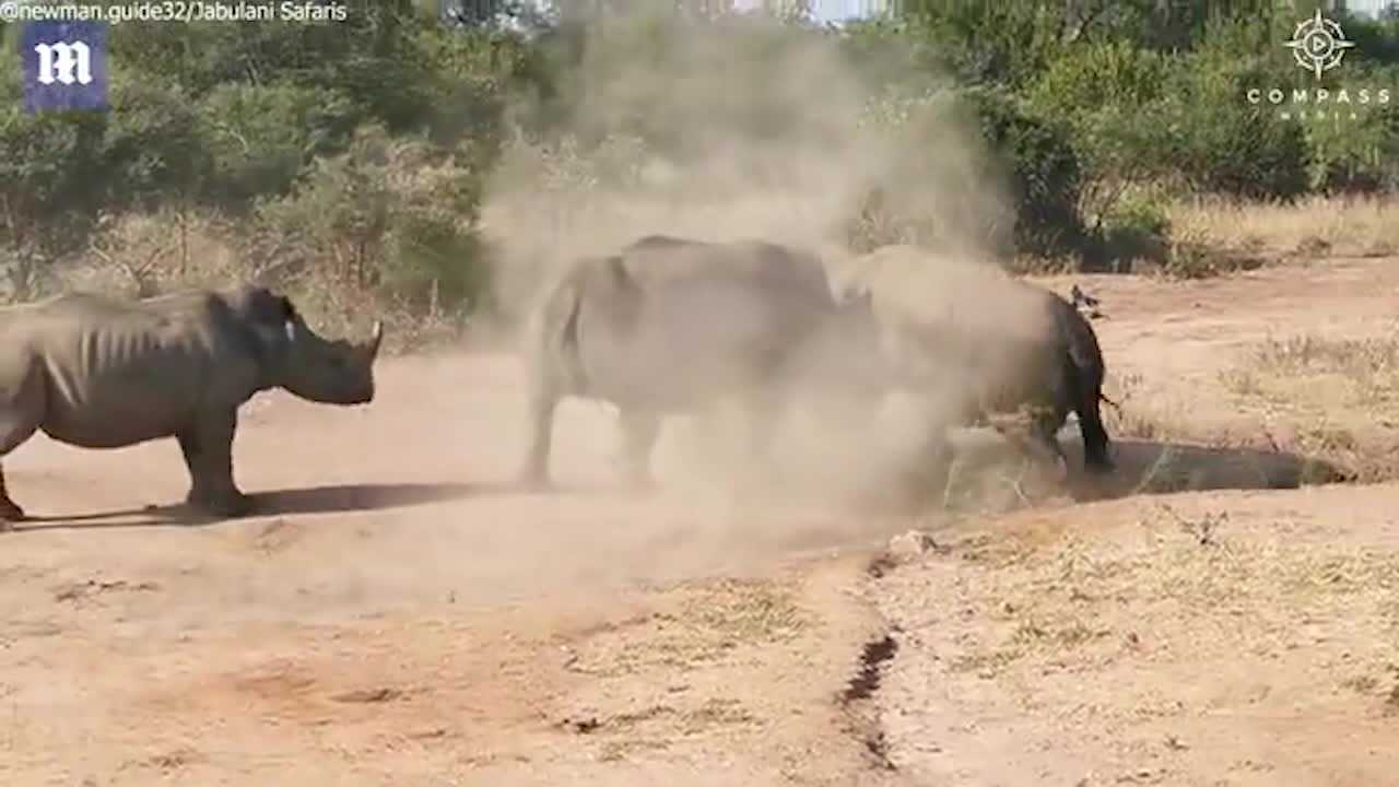 Самка носорога защитила детеныша от агрессивного самца и попала на видео:  Звери: Из жизни: Lenta.ru