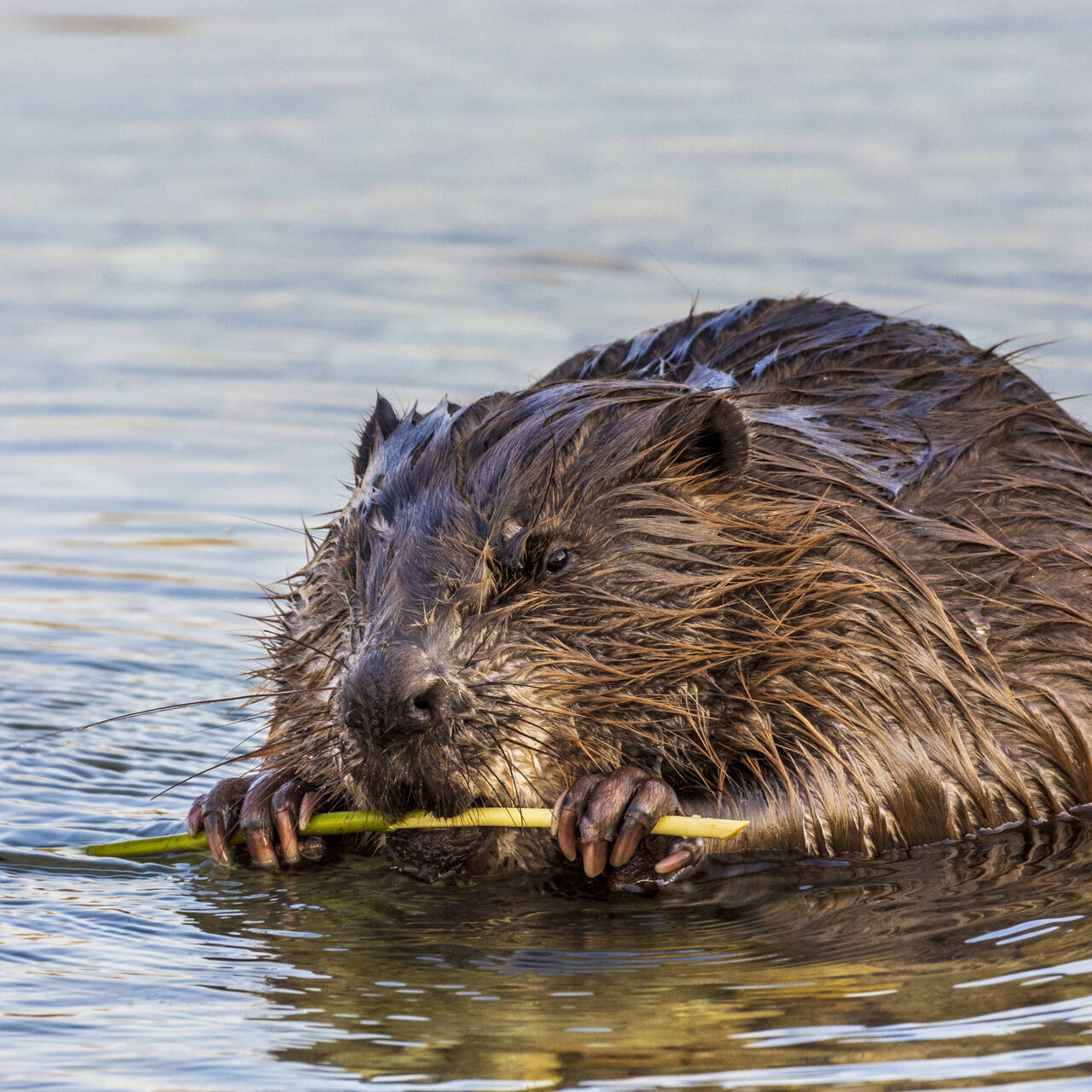 Вращающийся бобр на шаре Beavers Ball купить по цене руб. в интернет-магазине Мистер Гик