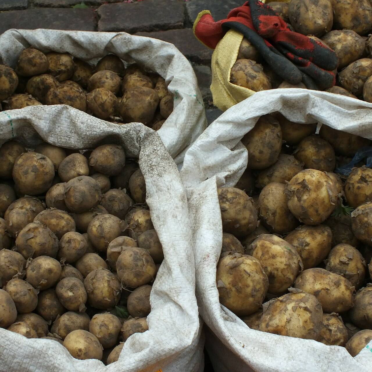 Картошка в мешках отзывы. Посадка картофеля в мешках. Картошка в мешках отзывы. Огород в мешках. Посадка картошки в мешках.