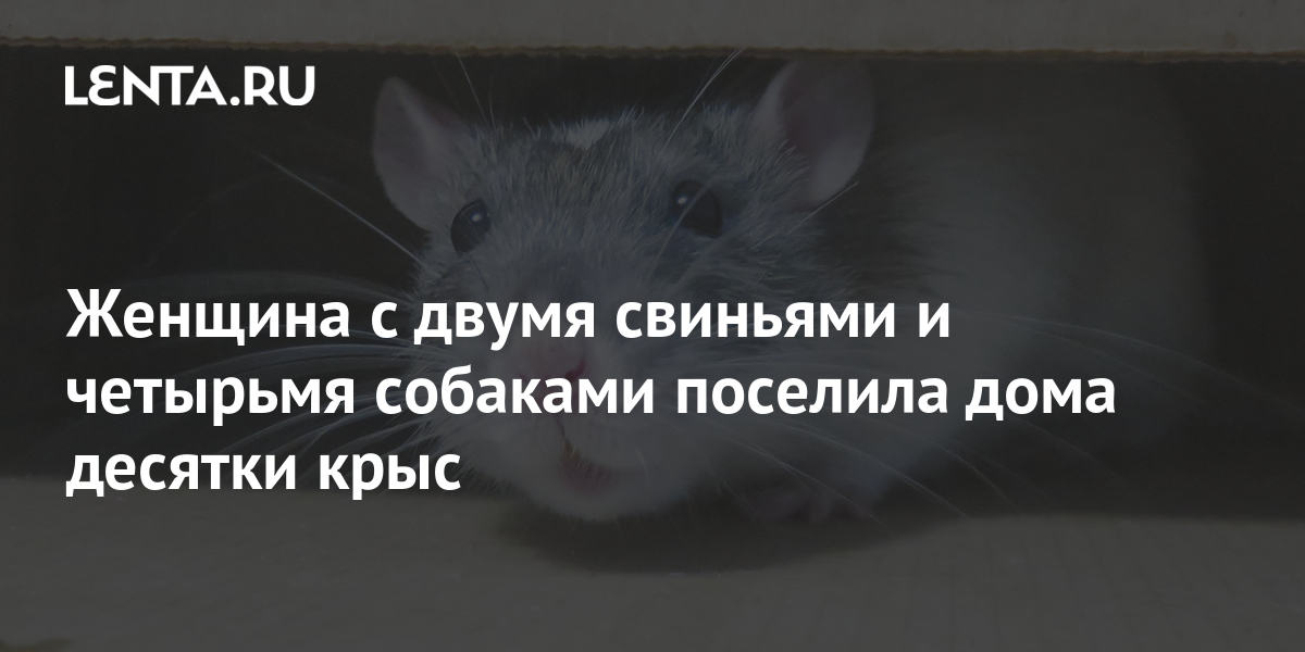 Женщина с двумя свиньями и четырьмя собаками поселила дома десятки крыс