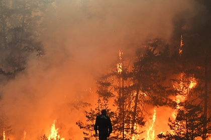 Раскрыты масштабы лесных пожаров в России