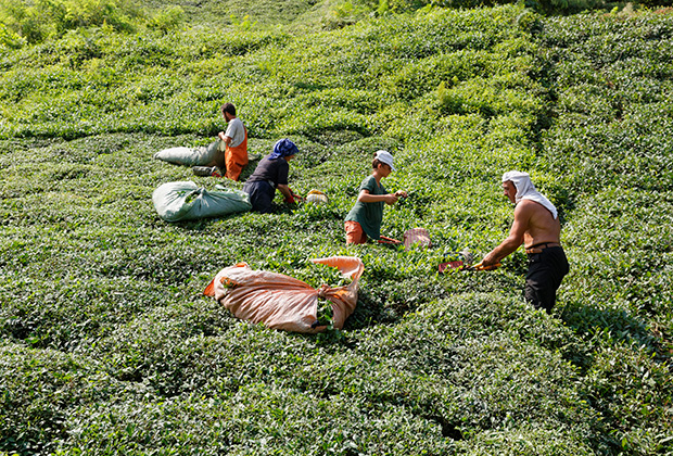 Чайные плантации в провинции Ризе