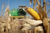 Кукуруза рекордно подорожала из-за конфликта на Украине 