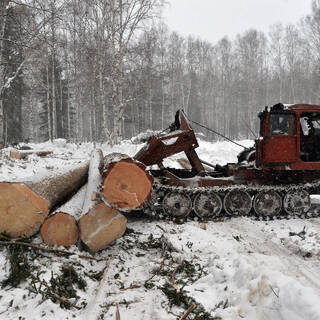 Россия собралась упростить вывоз леса за рубеж