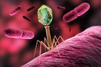 Когда антибиотики бессильны. Ученые нашли способ излечить миллионы людей. Как в этом помогут вирусы?