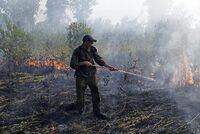 Названы основные причины лесных пожаров в России 