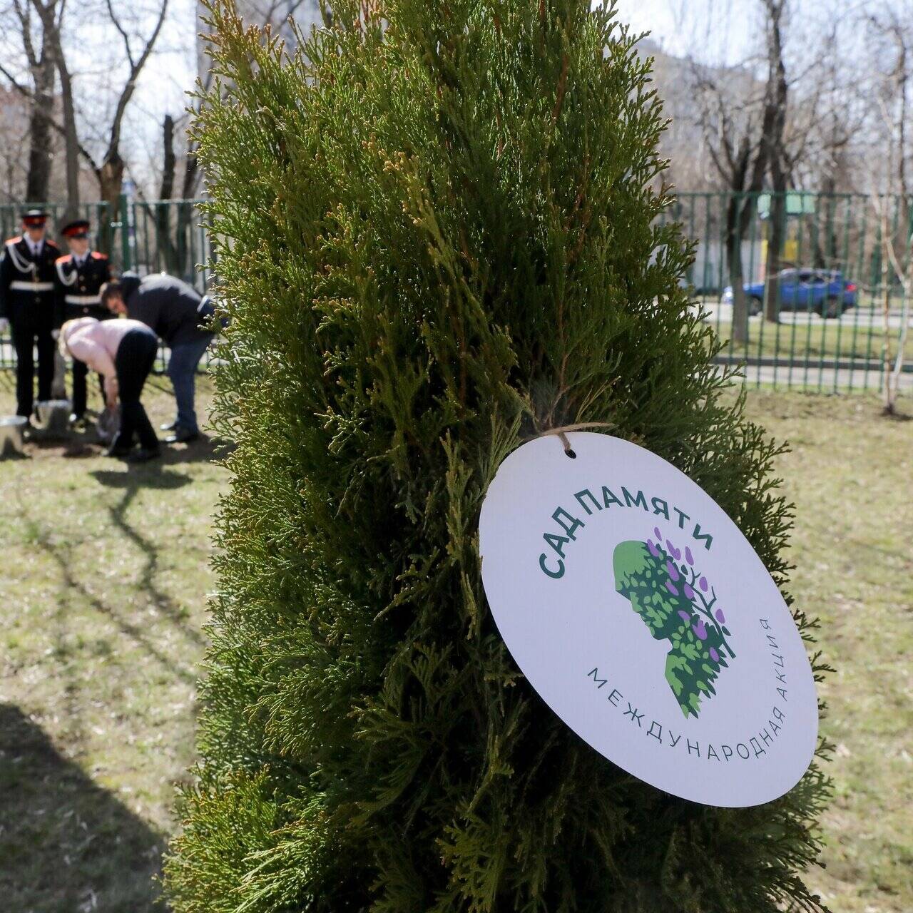 Памятная аллея высажена в рамках акции «Сад Памяти» в Подмосковье: Регионы:  Россия: Lenta.ru