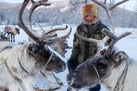 «Пролежал три дня под нартами в снегу» Эти люди научились выживать в самых опасных уголках России: секреты оленеводов
