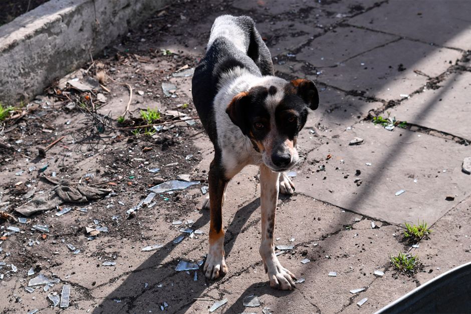Голодающая собака на улице населенного пункта Попасная 