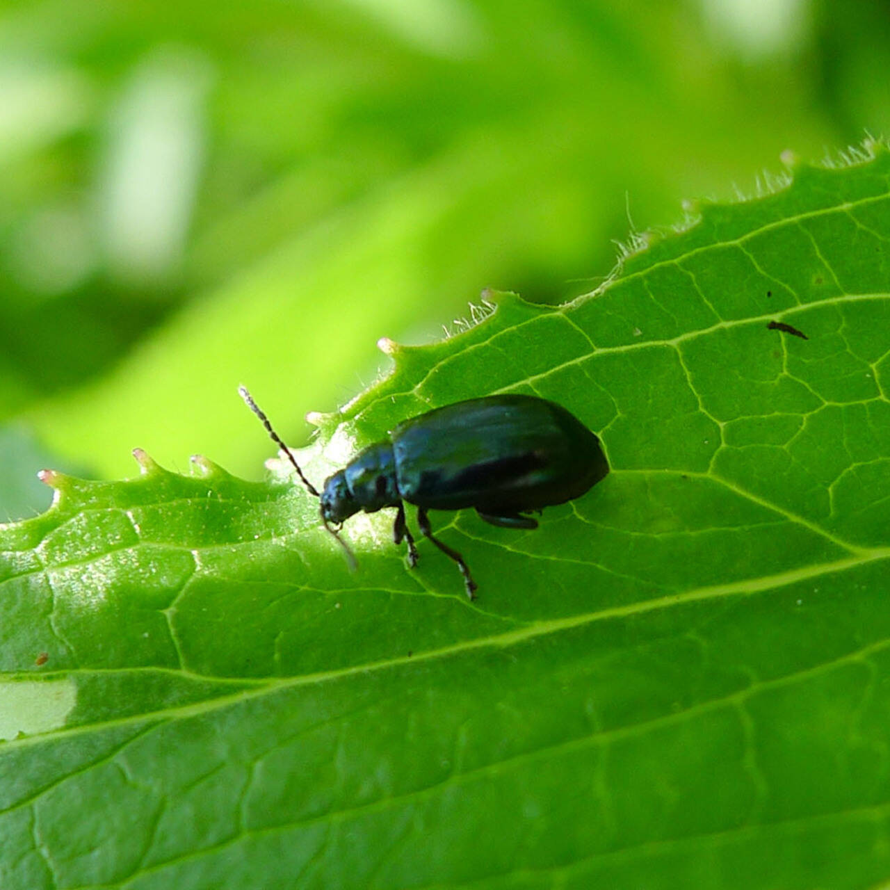 Altica oleracea