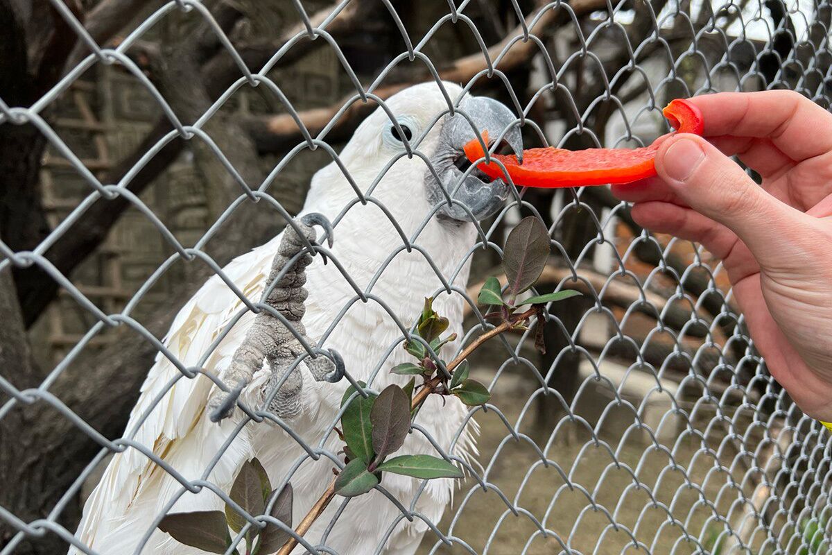 Попугай какаду в парке птиц «Малинки»